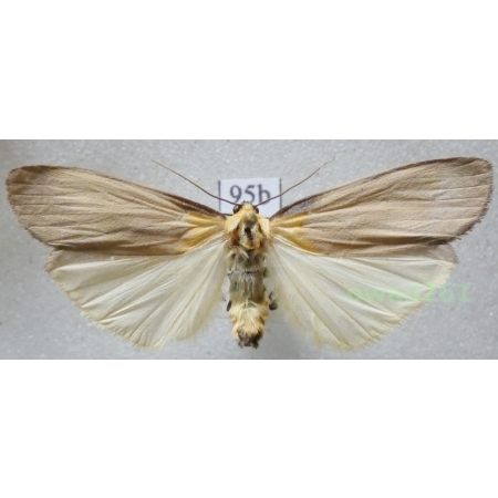 Lithosia quadra (Linnaeus, 1758) male Czech95b